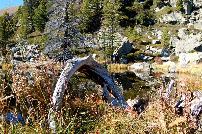 Windebensee mit Bogenwurzel