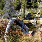 Windebensee mit Bogenwurzel