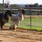 Windehunde mal haarig