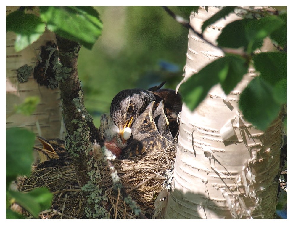 Windelwechsel auf Vogelart