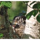 Windelwechsel auf Vogelart