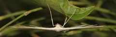 Winden-Federmotte(Pterophorus.pentadactyla)