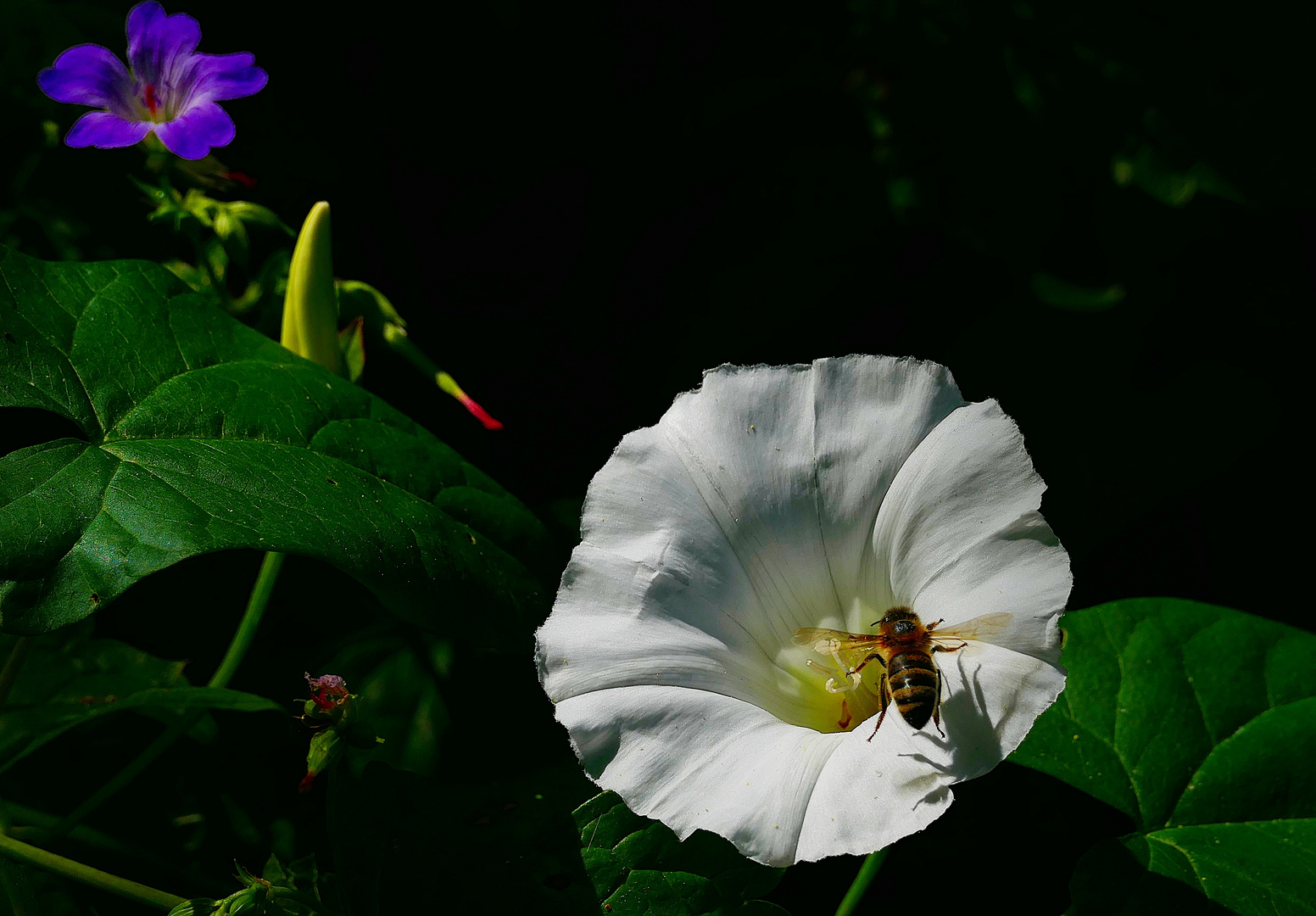 Windenblüte . . .