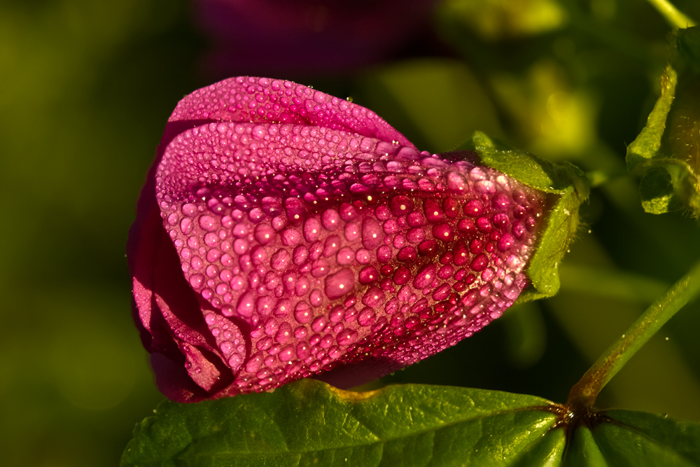 Windenblüte im Morgentau