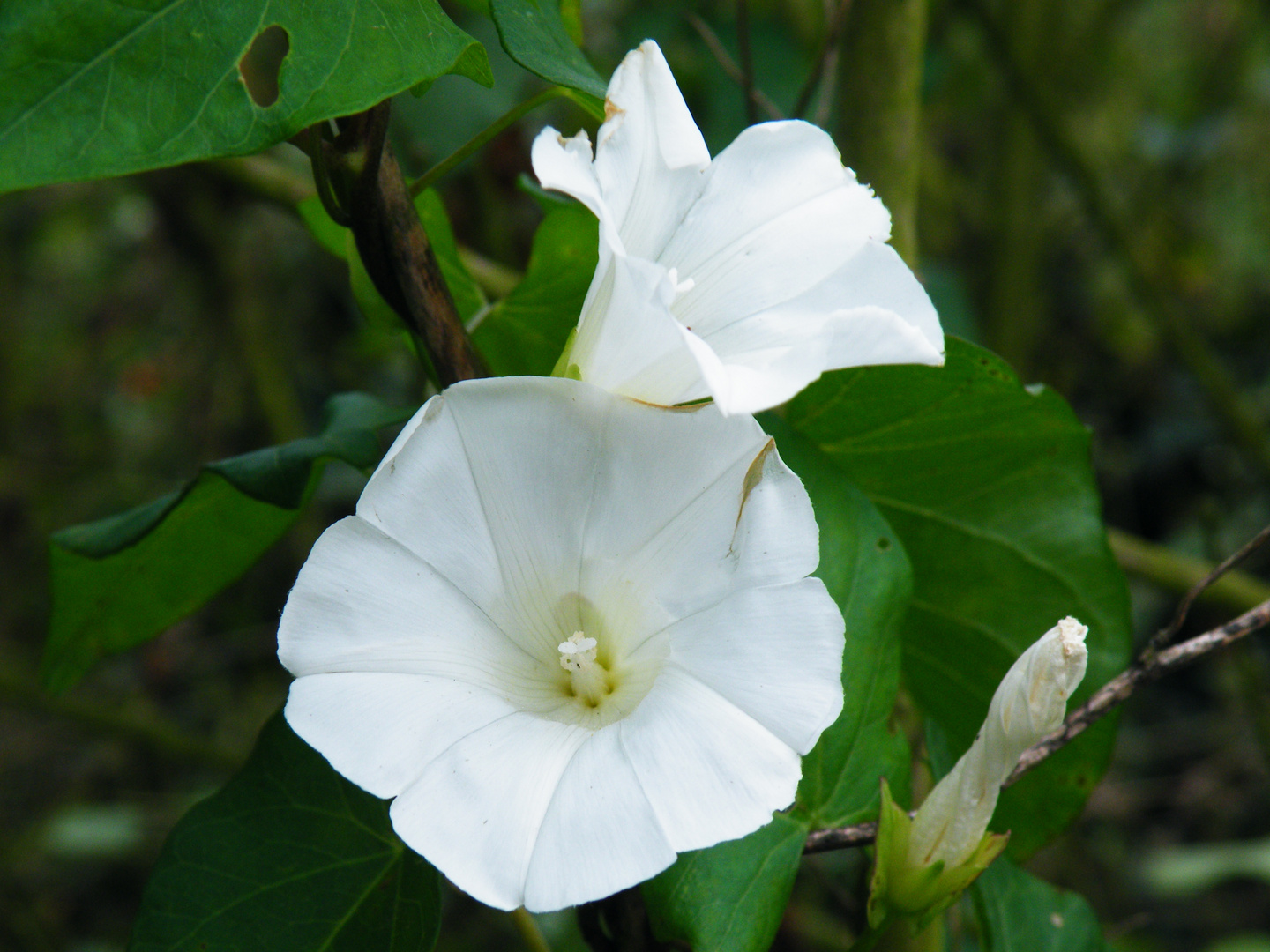 Windenblüten