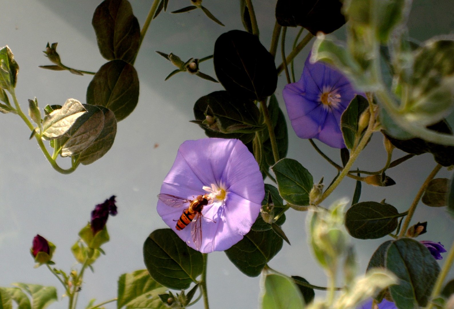 Windenblüten mit Schwebfliege