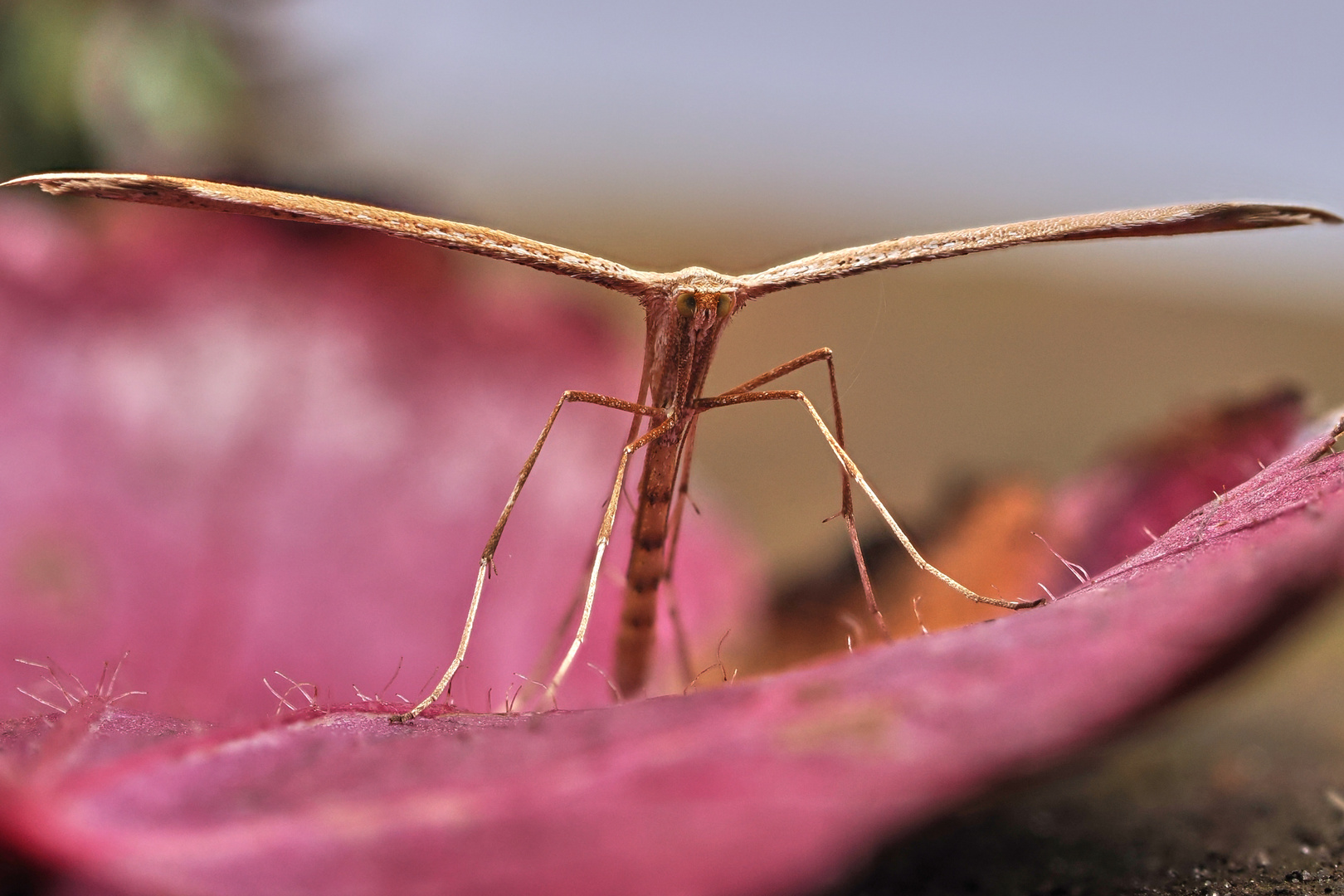 Windengeistchen - Emmelina monodactyla