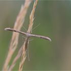 Windengeistchen (Emmelina monodactyla)