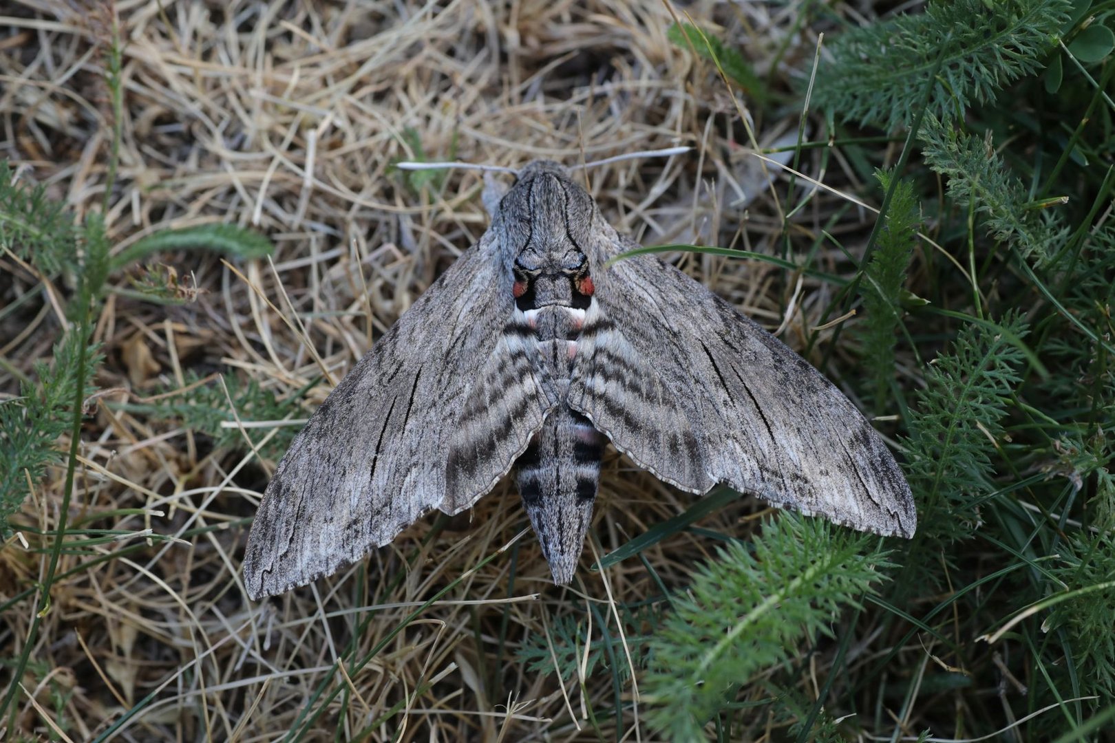 Windenschwärmer