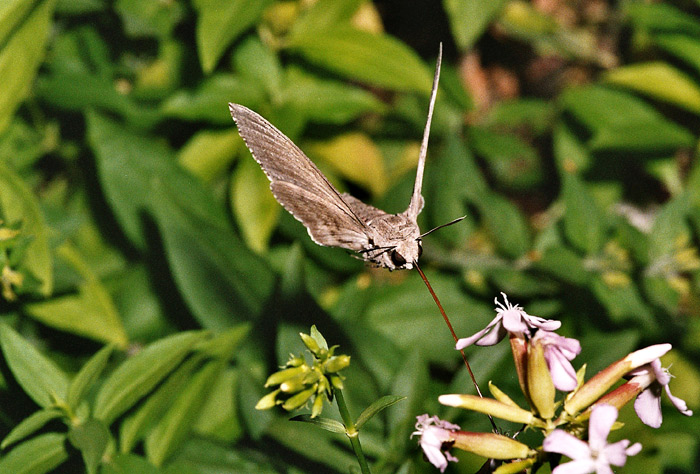 Windenschwärmer