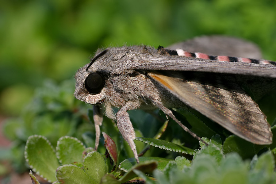 Windenschwärmer (Agrius convolvuli)