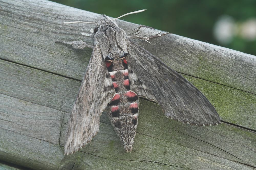 Windenschwärmer (Agrius convolvuli)