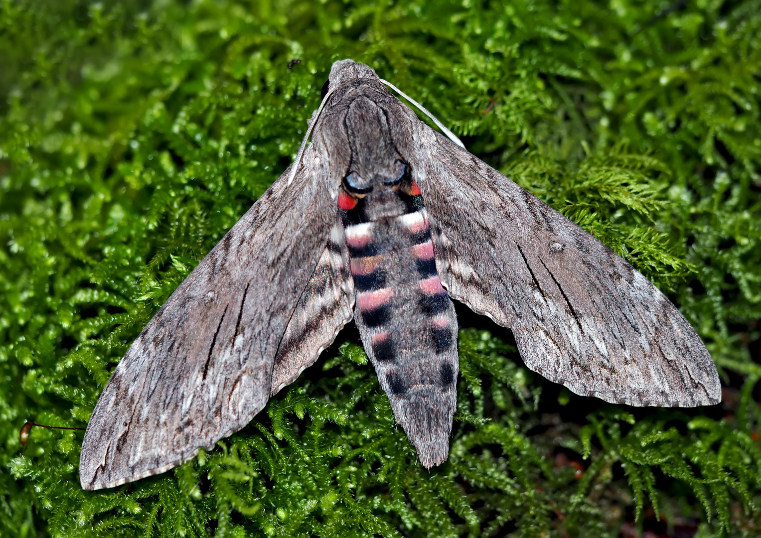 Windenschwärmer (Agrius convolvuli) - Le Sphinx du Liseron.