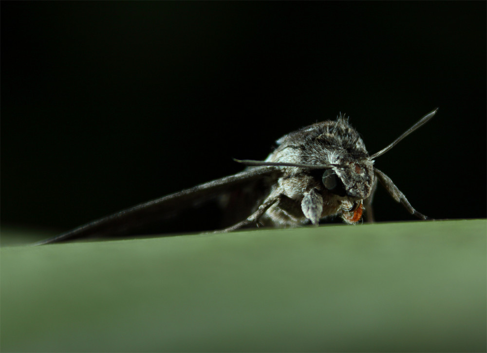 Windenschwärmer (Agrius convolvuli) Teil 2