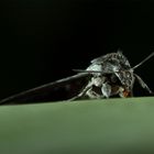 Windenschwärmer (Agrius convolvuli) Teil 2