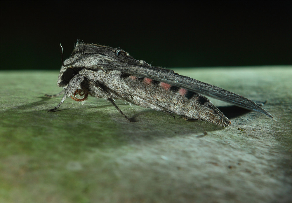 Windenschwärmer (Agrius convolvuli) Teil 3