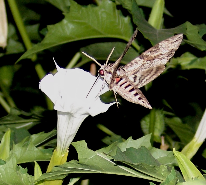 Windenschwärmer auf Korsika-2