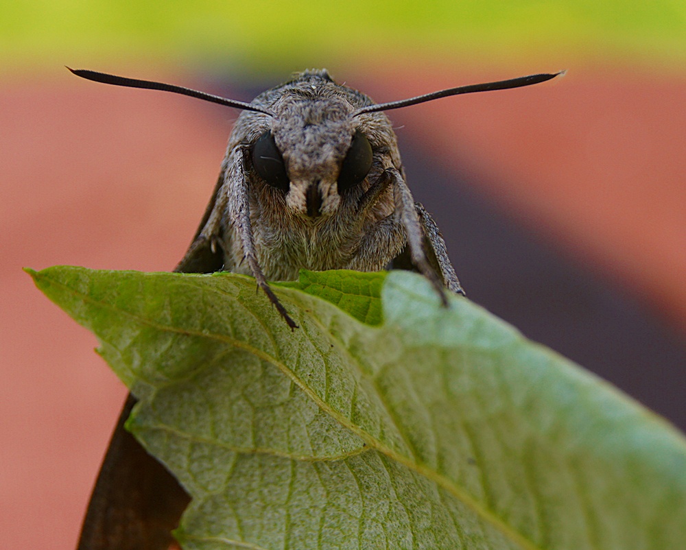 Windenschwärmer