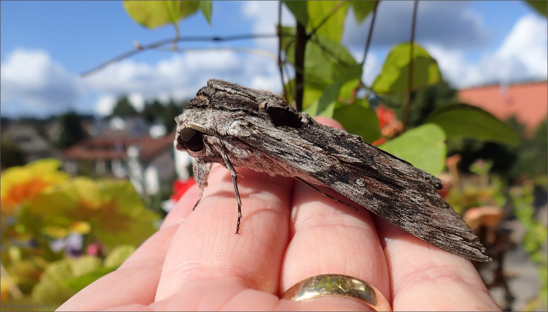 ...Windenschwärmer...Agrius convolvuli... Foto & Bild makro, natur
