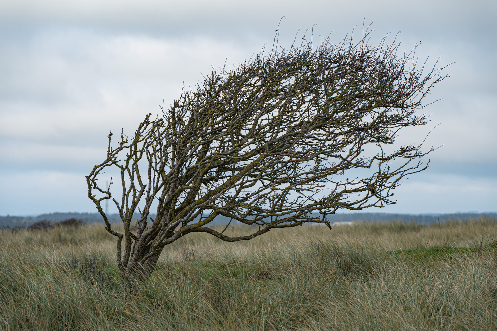 "Windflieher"