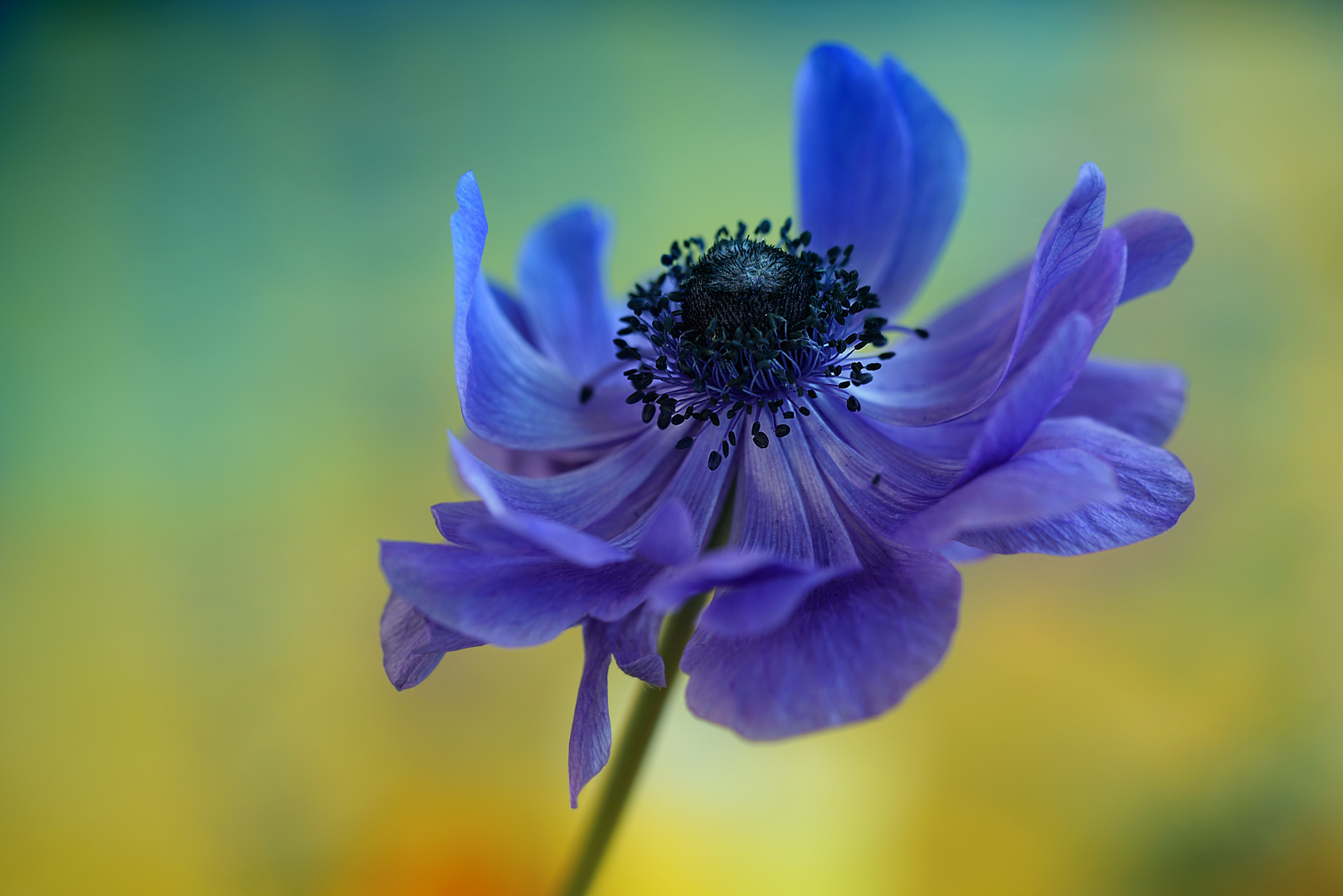 Windflower Foto & Bild naturmakros, naturkreativ, aufnahmetechniken