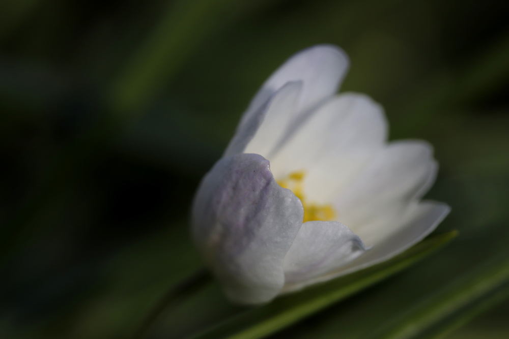 Windflower (Anemone nemorosa)