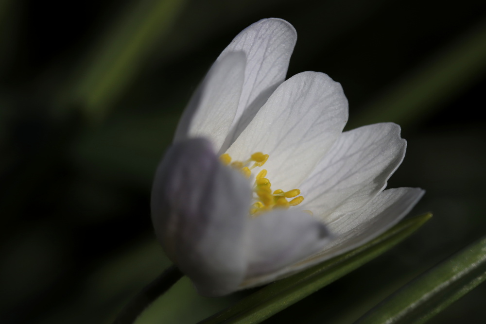 Windflower (Anemone nemorosa)