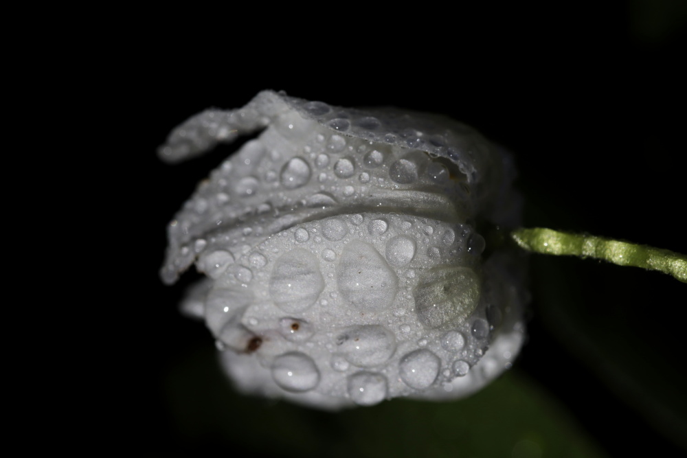 Windflower (Anemone nemorosa)