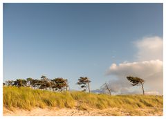 Windflüchter