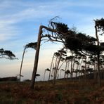 Windflüchter