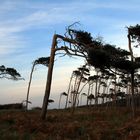 Windflüchter