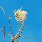 Windflüchter