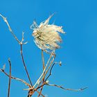 Windflüchter