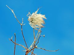 Windflüchter