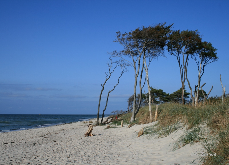 Windflüchter