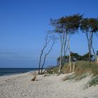 Windflüchter