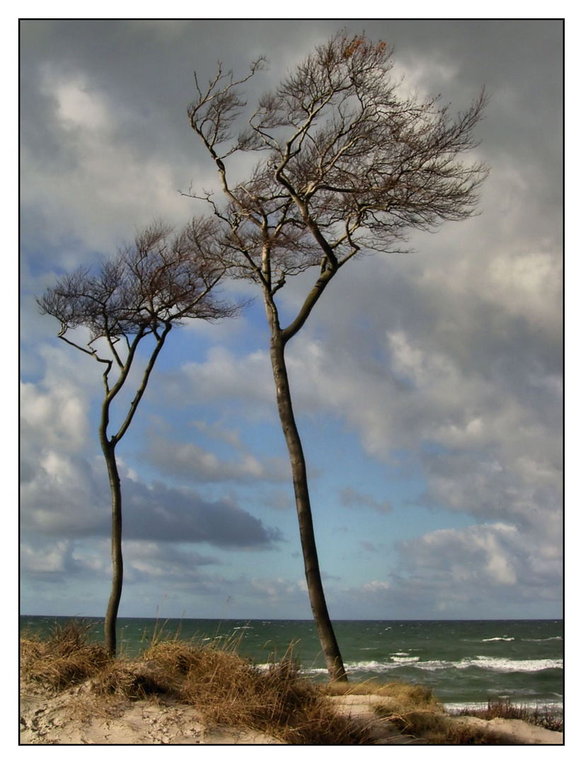 Windflüchter