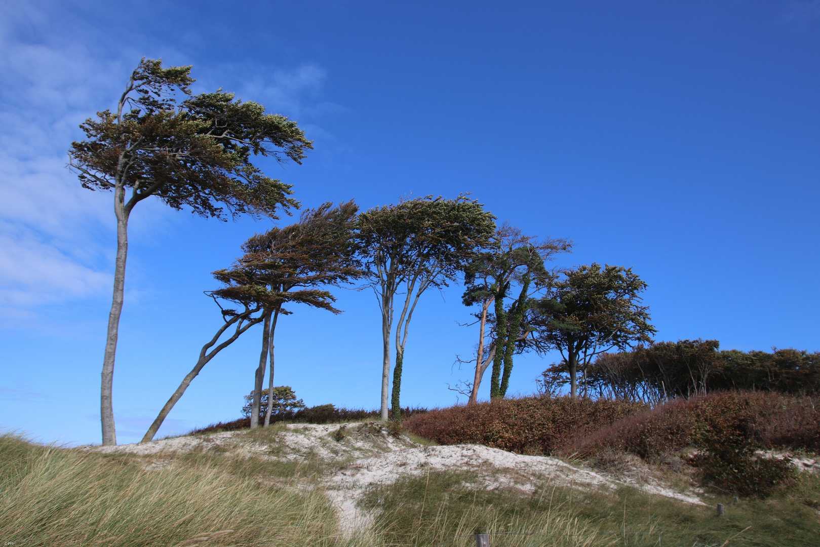 Windflüchter