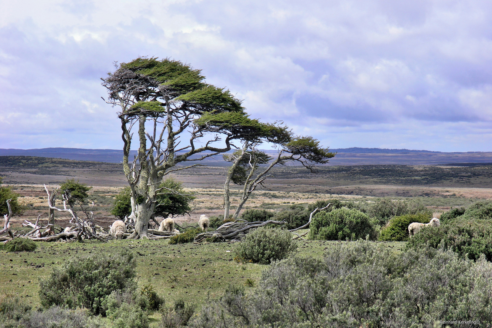 Windflüchter