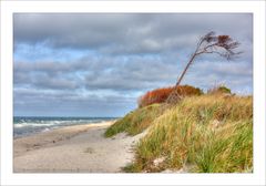 Windflüchter