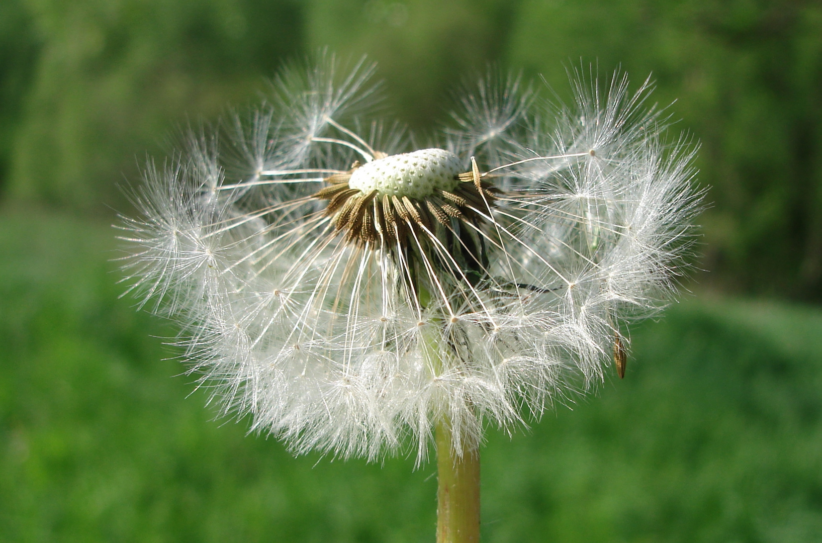 Windflüchter