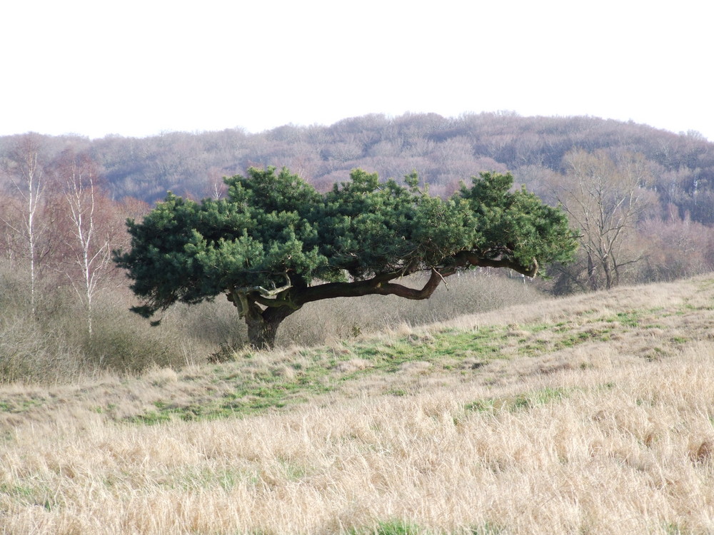 Windflüchter