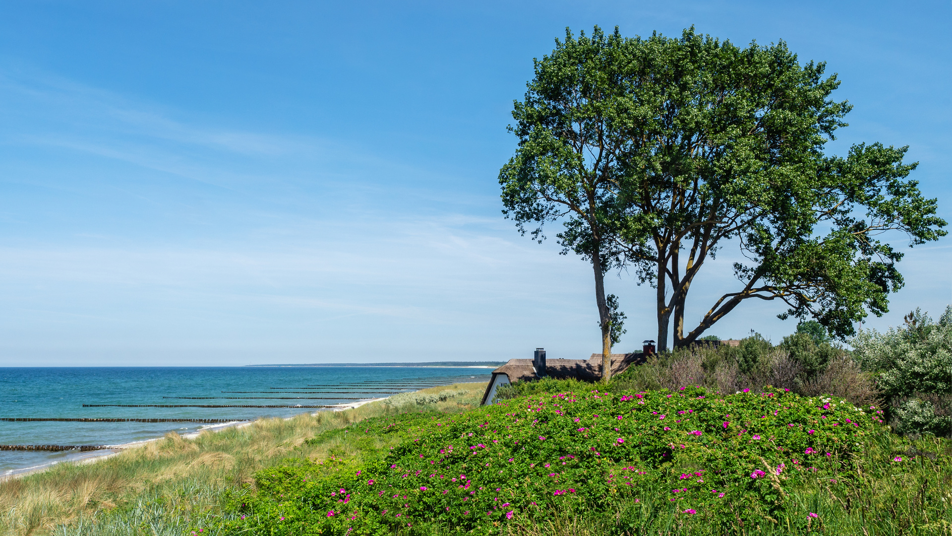 Windflüchter.