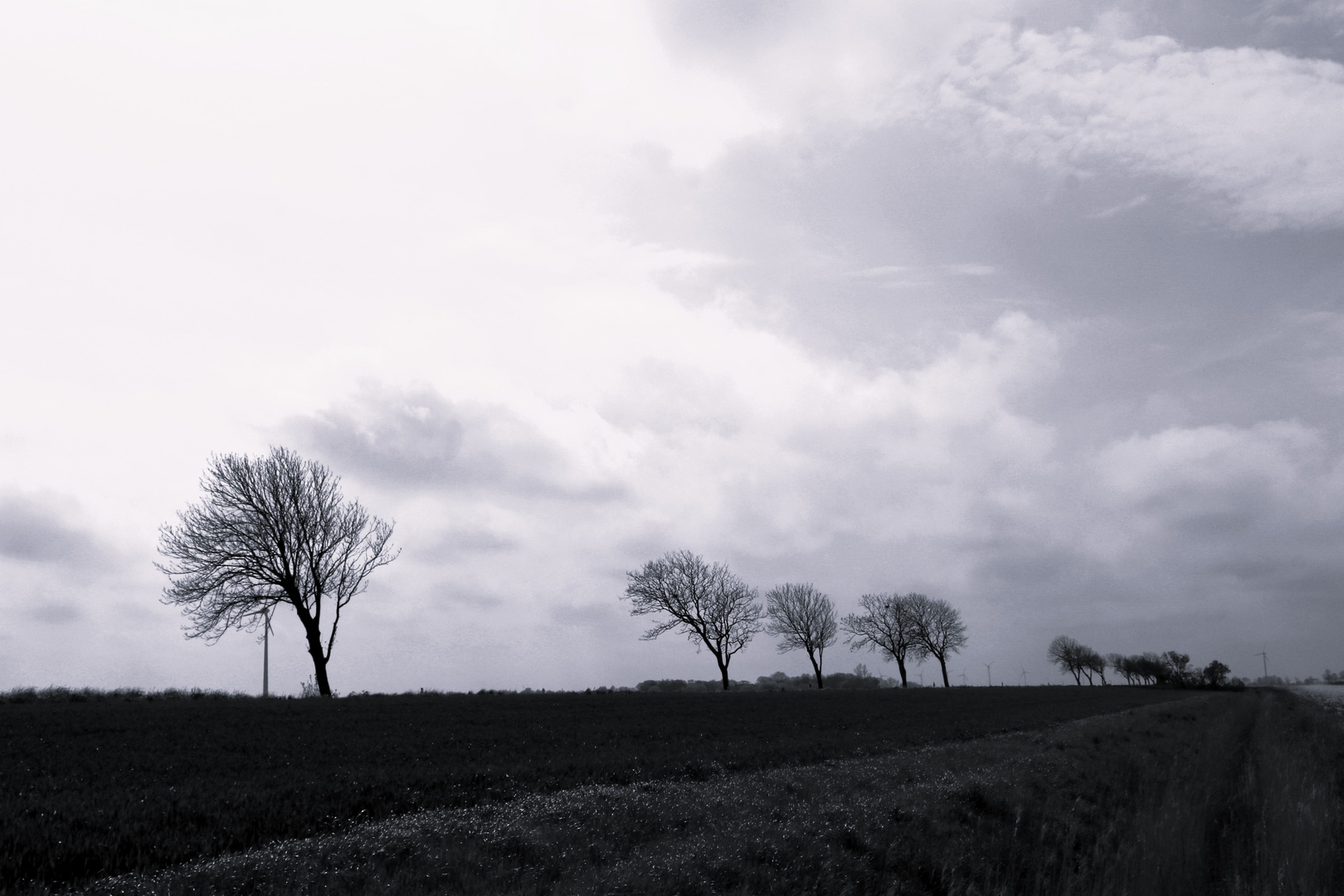 Windflüchter