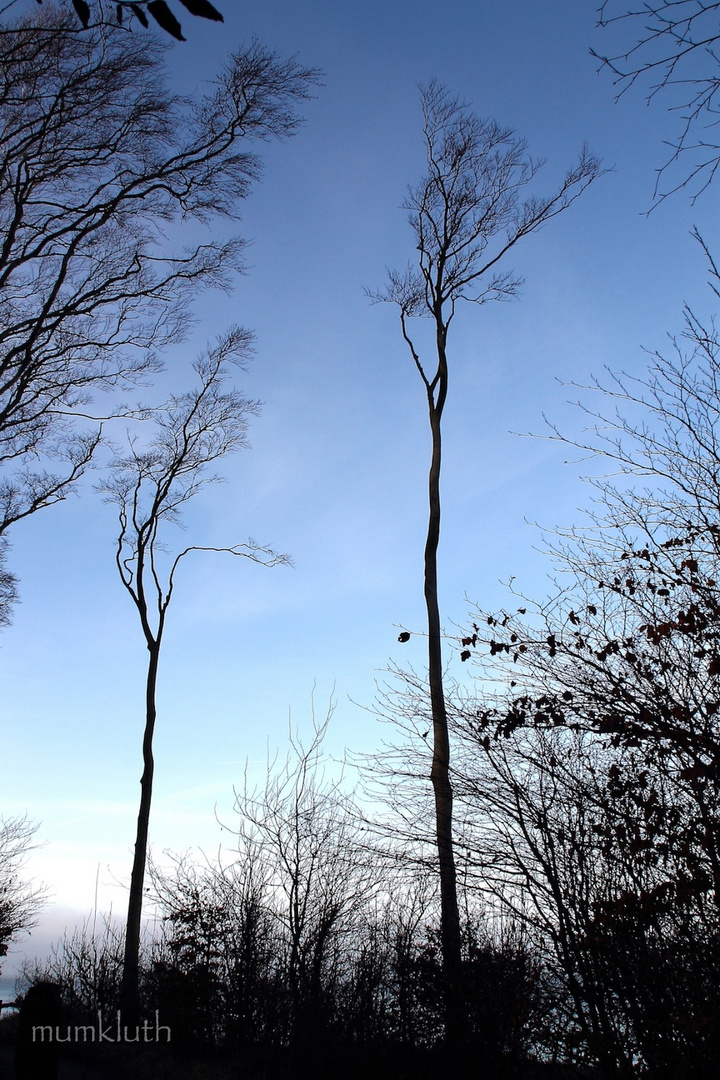 Windflüchter