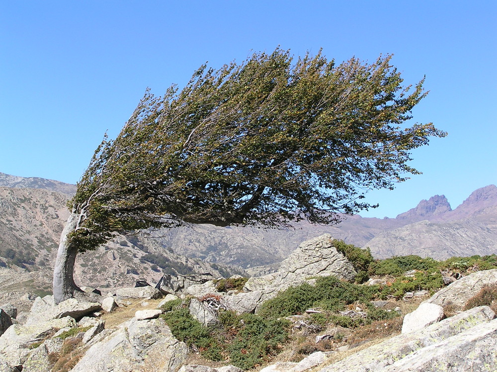 Windflüchter