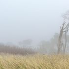 Windflüchter