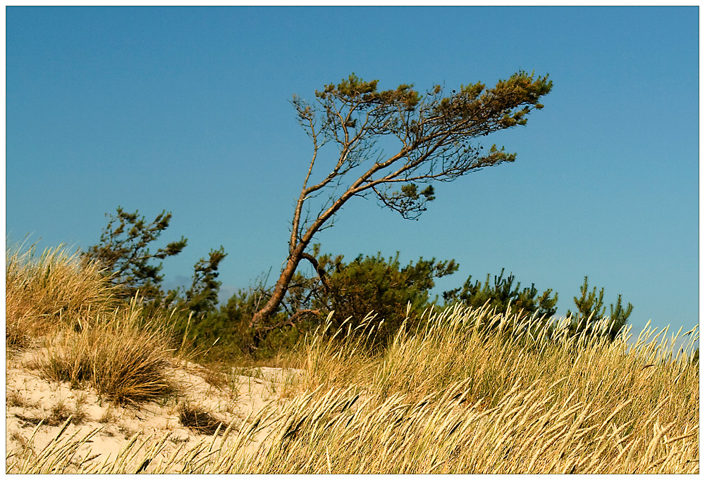 Windflüchter