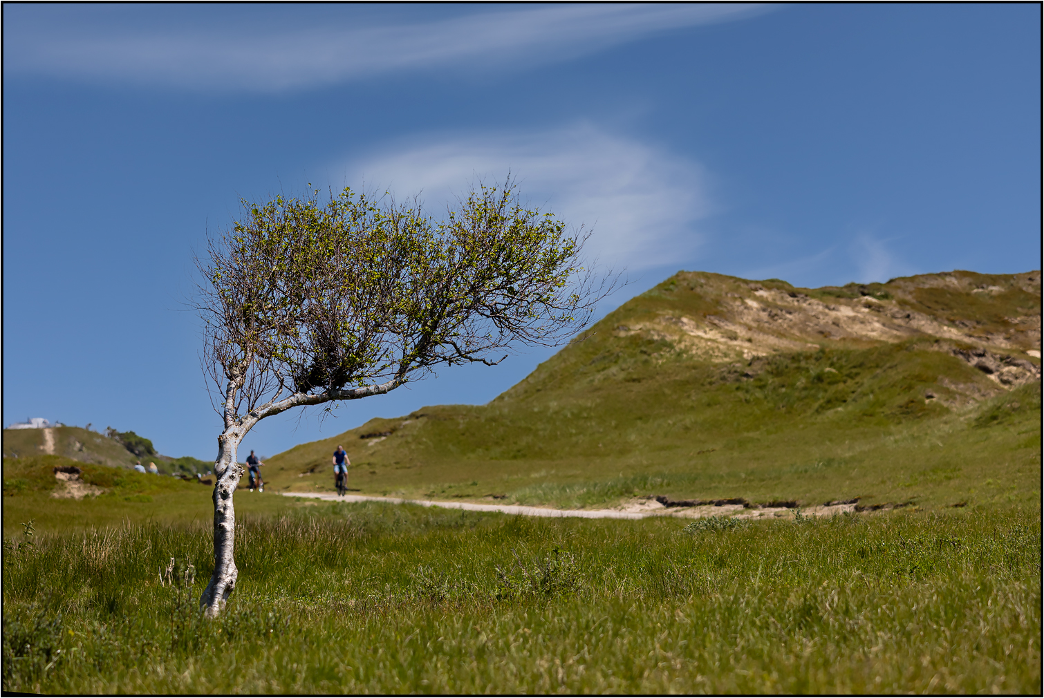 Windflüchter