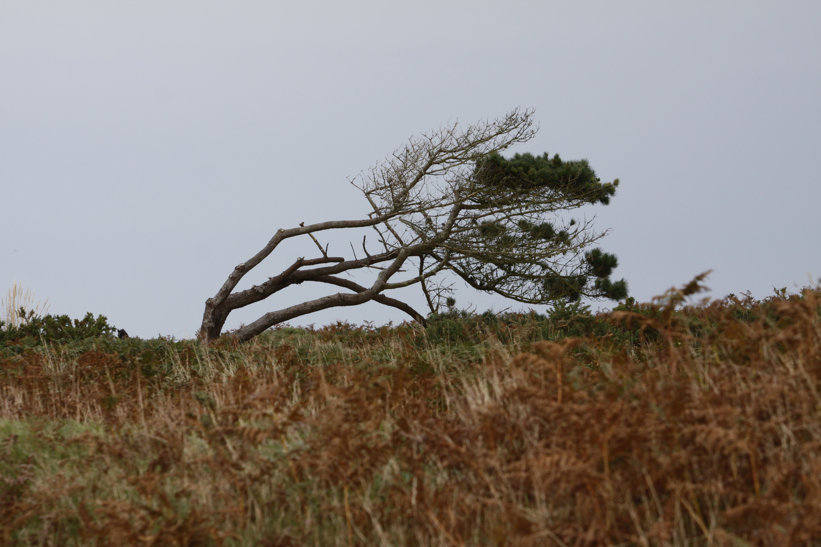 Windflüchter